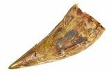 Triassic Fossil Phytosaur Tooth - New Mexico #294989-1